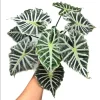 Mandalay Alocasia Live Starter Plant - Rare Elephant Ear Houseplant, 5-9 Inch Tall - Image 1