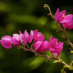 Mexican Creeper Live Starter Plant - Pink Coral Vine, 2 Pack, 4-6 Inch Tall, Fast Growing Climber - Image 2
