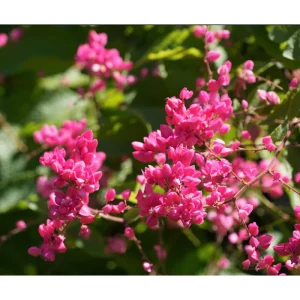 Mexican Creeper Live Starter Plant - Pink Coral Vine, 2 Pack, 4-6 Inch Tall, Fast Growing Climber - Image 3