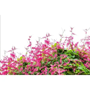 Mexican Creeper Live Starter Plant - Pink Coral Vine, 2 Pack, 4-6 Inch Tall, Fast Growing Climber - Image 4