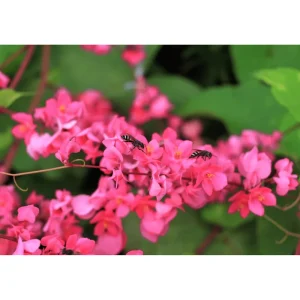 Mexican Creeper Live Starter Plant - Pink Coral Vine, 2 Pack, 4-6 Inch Tall, Fast Growing Climber - Image 5