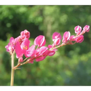Mexican Creeper Live Starter Plant - Pink Coral Vine, 2 Pack, 4-6 Inch Tall, Fast Growing Climber - Image 6