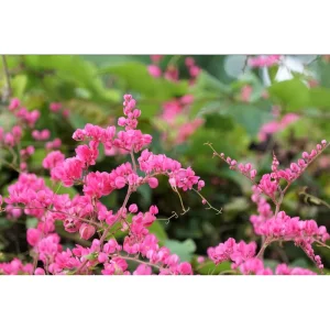 Mexican Creeper Live Starter Plant - Pink Coral Vine, 2 Pack, 4-6 Inch Tall, Fast Growing Climber - Image 7