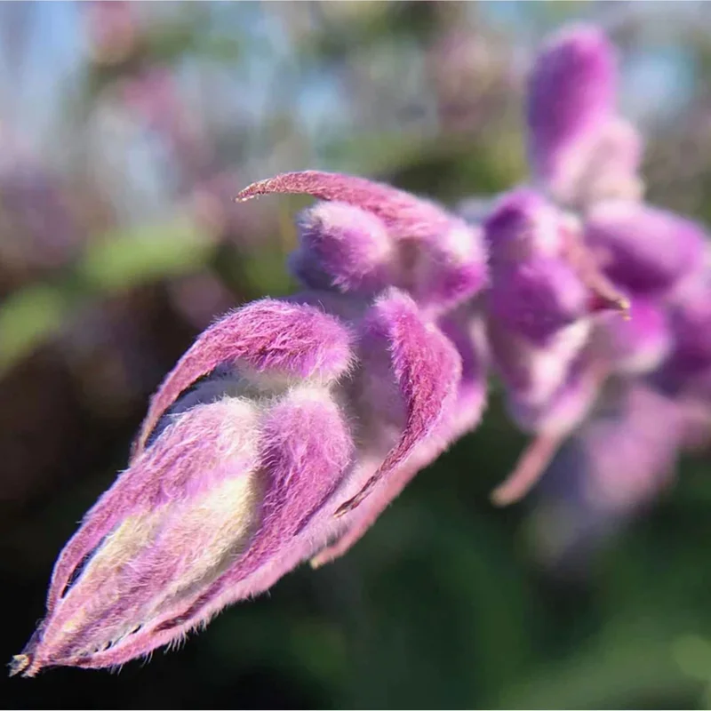 Mexican Sage Salvia Live Starter Plants - 3 Pack, 3-6 Inch Tall, Perennial - Image 2