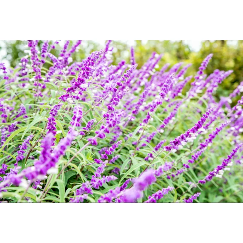 Mexican Sage Salvia Live Starter Plants - 3 Pack, 3-6 Inch Tall, Perennial - Image 3