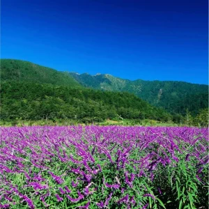 Mexican Sage Salvia Live Starter Plants - 3 Pack, 3-6 Inch Tall, Perennial - Image 4