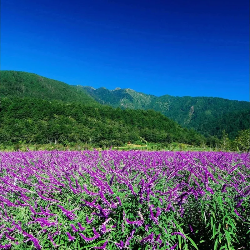 Mexican Sage Salvia Live Starter Plants - 3 Pack, 3-6 Inch Tall, Perennial - Image 4