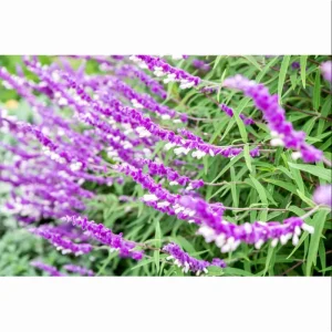Mexican Sage Salvia Live Starter Plants - 3 Pack, 3-6 Inch Tall, Perennial - Image 6