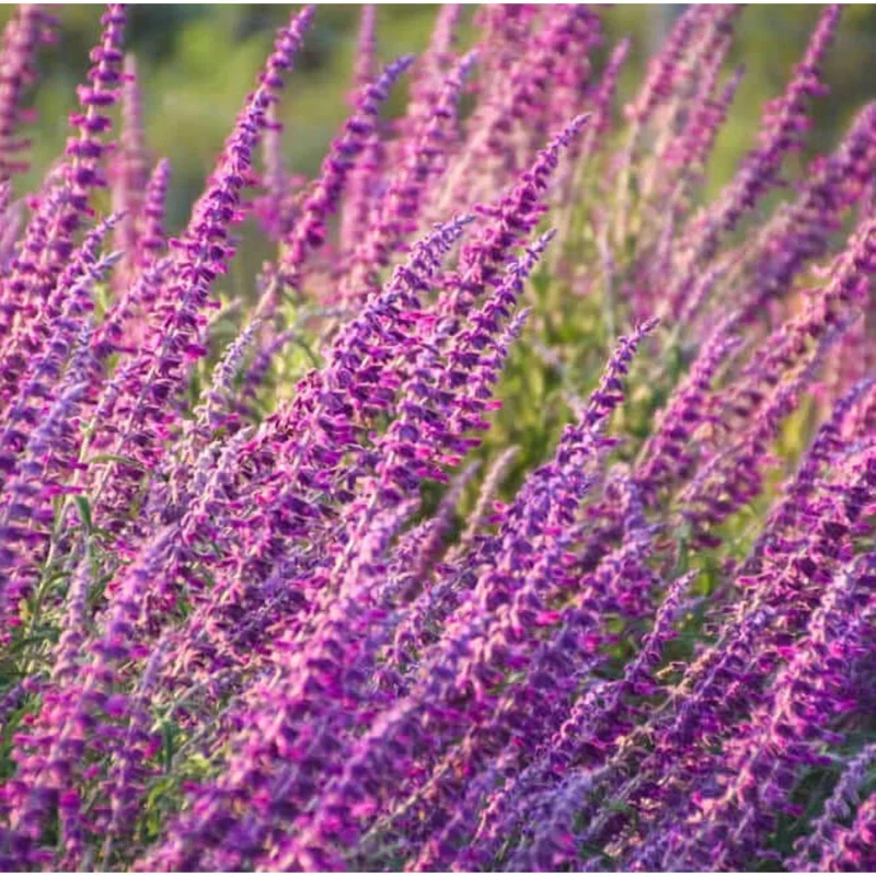 Mexican Sage Salvia Live Starter Plants - 3 Pack, 3-6 Inch Tall, Perennial - Image 1