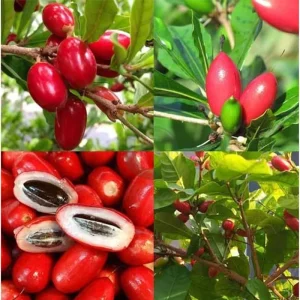 Miracle Fruit Tree Live Plant - Miracle Berry Bush in Half Gallon Pot, Outdoor - Image 2