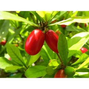 Miracle Fruit Tree Live Plant - Miracle Berry Bush in Half Gallon Pot, Outdoor - Image 3