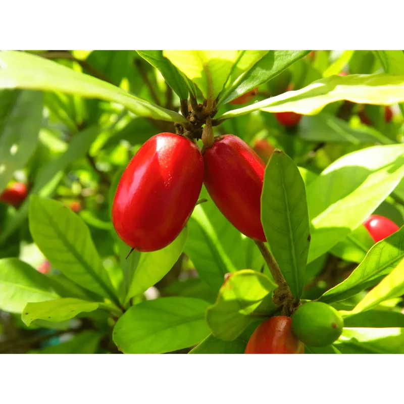 Miracle Fruit Tree Live Plant - Miracle Berry Bush in Half Gallon Pot, Outdoor - Image 3