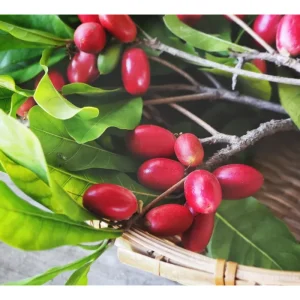 Miracle Fruit Tree Live Plant - Miracle Berry Bush in Half Gallon Pot, Outdoor - Image 4