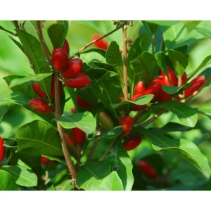 Miracle Fruit Tree Live Plant - Miracle Berry Bush in Half Gallon Pot, Outdoor - Image 5