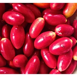 Miracle Fruit Tree Live Plant - Miracle Berry Bush in Half Gallon Pot, Outdoor - Image 6