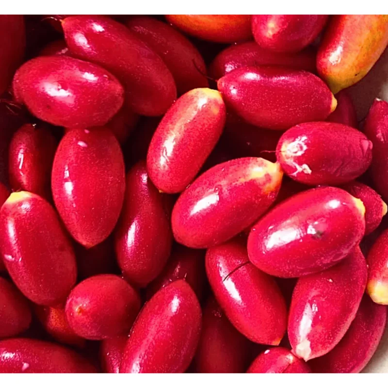 Miracle Fruit Tree Live Plant - Miracle Berry Bush in Half Gallon Pot, Outdoor - Image 6