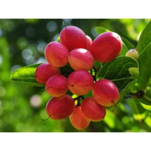 Miracle Fruit Tree Live Plant - Miracle Berry Bush in Half Gallon Pot, Outdoor - Image 1