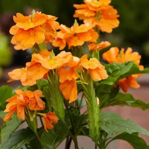 Mona Wallhead Crossandra Live Plant – 2-Pack, Vibrant Salmon-Orange, 4-8 Inch Tall - Image 3