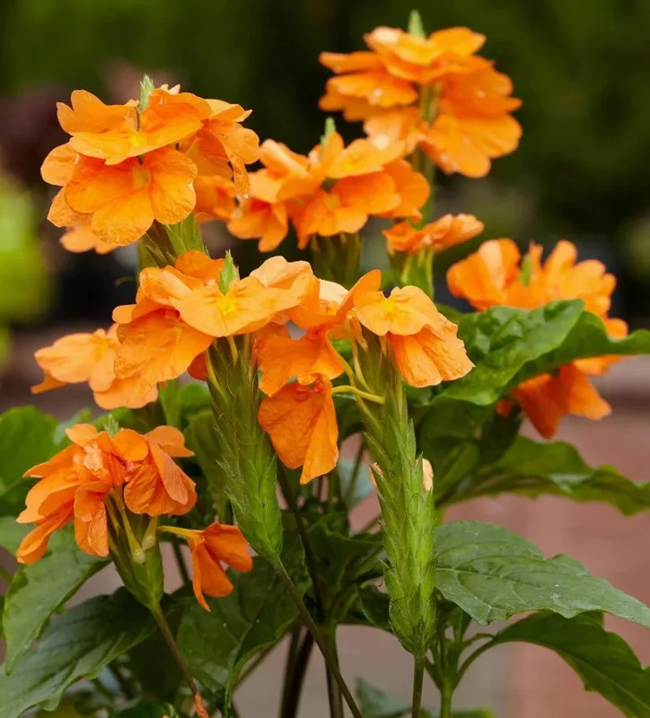 Mona Wallhead Crossandra Live Plant – 2-Pack, Vibrant Salmon-Orange, 4-8 Inch Tall - Image 3