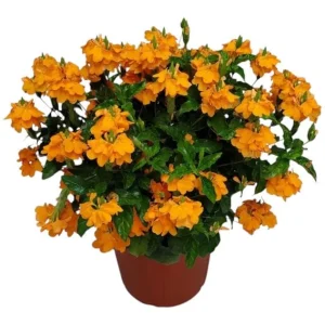 Mona Wallhead Crossandra Live Plant – 2-Pack, Vibrant Salmon-Orange, 4-8 Inch Tall - Image 4