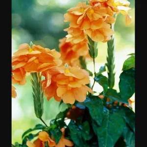 Mona Wallhead Crossandra Live Plant – 2-Pack, Vibrant Salmon-Orange, 4-8 Inch Tall - Image 5