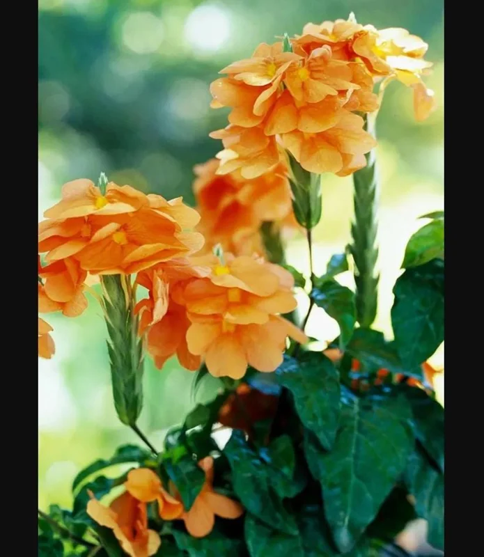 Mona Wallhead Crossandra Live Plant – 2-Pack, Vibrant Salmon-Orange, 4-8 Inch Tall - Image 5