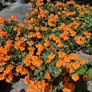 Mona Wallhead Crossandra Live Plant – 2-Pack, Vibrant Salmon-Orange, 4-8 Inch Tall - Image 6