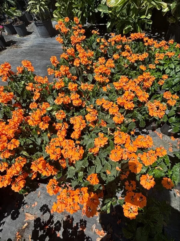 Mona Wallhead Crossandra Live Plant – 2-Pack, Vibrant Salmon-Orange, 4-8 Inch Tall - Image 6