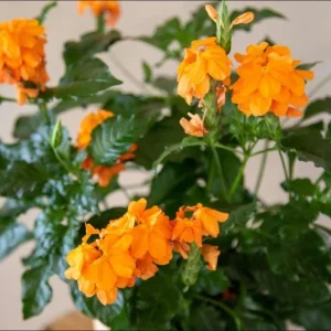 Mona Wallhead Crossandra Live Plant – 2-Pack, Vibrant Salmon-Orange, 4-8 Inch Tall - Image 7