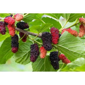 Mulberry Tree Live Plant - Sweet Fruit Tree for Outdoor Planting in 4