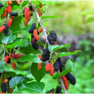 Mulberry Tree Live Plant - Sweet Fruit Tree for Outdoor Planting in 4