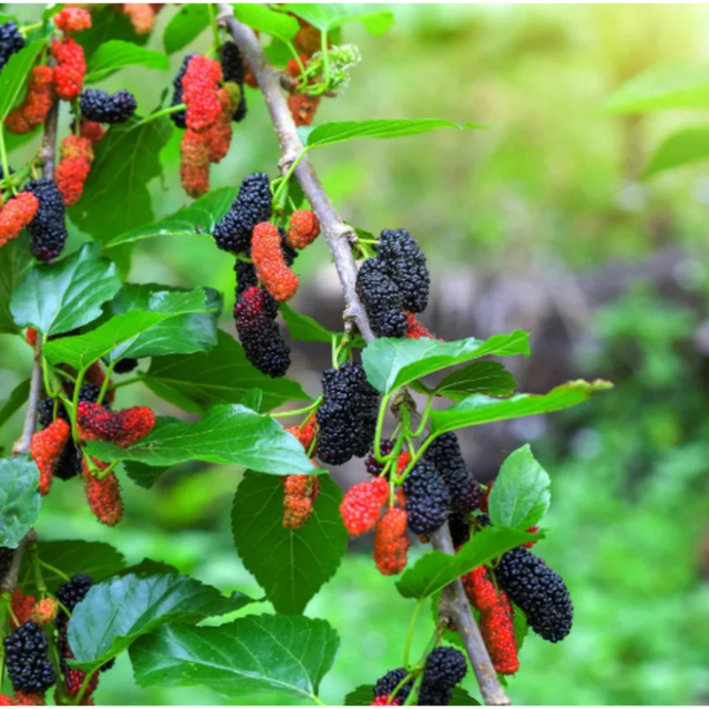Mulberry Tree Live Plant - Sweet Fruit Tree for Outdoor Planting in 4" Pot - Image 3