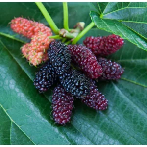 Mulberry Tree Live Plant - Sweet Fruit Tree for Outdoor Planting in 4