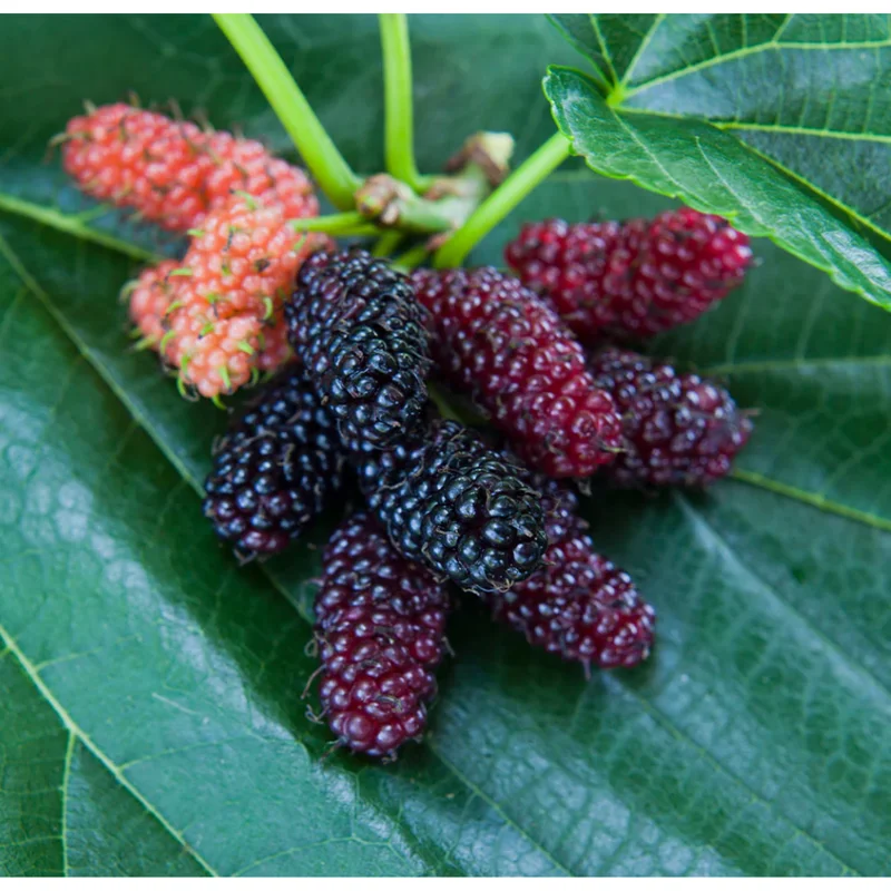 Mulberry Tree Live Plant - Sweet Fruit Tree for Outdoor Planting in 4" Pot - Image 4