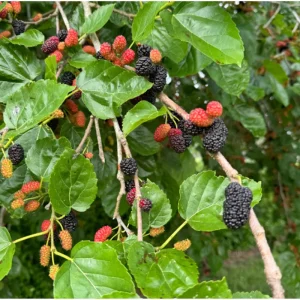Mulberry Tree Live Plant - Sweet Fruit Tree for Outdoor Planting in 4