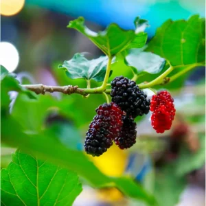Mulberry Tree Live Plant - Sweet Fruit Tree for Outdoor Planting in 4