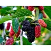 Mulberry Tree Live Plant - Sweet Fruit Tree for Outdoor Planting in 4" Pot - Image 1