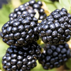 Navaho Thornless Blackberry Live Plant - 2 Pack, 4-8