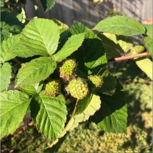 Navaho Thornless Blackberry Live Plant - 2 Pack, 4-8