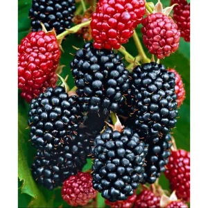 Navaho Thornless Blackberry Live Plant - 2 Pack, 4-8