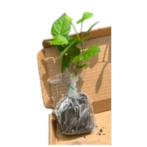 Navaho Thornless Blackberry Live Plant - 2 Pack, 4-8