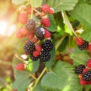 Navaho Thornless Blackberry Live Plant - Pack of 2 Bushes, 4-8 Inch Tall, Outdoor Berry Bush - Image 3