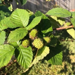 Navaho Thornless Blackberry Live Plant - Pack of 2 Bushes, 4-8 Inch Tall, Outdoor Berry Bush - Image 6