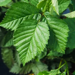 Navaho Thornless Blackberry Live Plant - Pack of 2 Bushes, 4-8 Inch Tall, Outdoor Berry Bush - Image 7