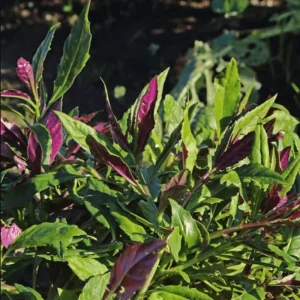 Okinawa Spinach Live Starter Plants - 2 Pack, 4-8 Inch Tall - Gynura Crepioides Vegetable - Image 3