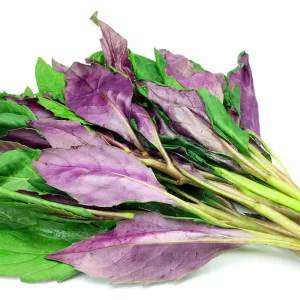 Okinawa Spinach Live Starter Plants - 2 Pack, 4-8 Inch Tall - Gynura Crepioides Vegetable - Image 5