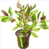 Okinawa Spinach Live Starter Plants - 2 Pack, 4-8 Inch Tall - Gynura Crepioides Vegetable - Image 1