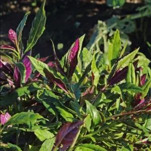 Okinawa Spinach Live Starter Plants, Gynura Crepioides, 2-Pack, 4-8 Inch Tall - Image 3