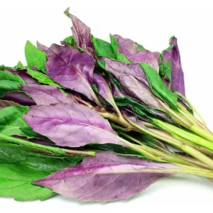 Okinawa Spinach Live Starter Plants, Gynura Crepioides, 2-Pack, 4-8 Inch Tall - Image 6