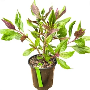 Okinawa Spinach Live Starter Plants, Gynura Crepioides, 2-Pack, 4-8 Inch Tall - Image 1
